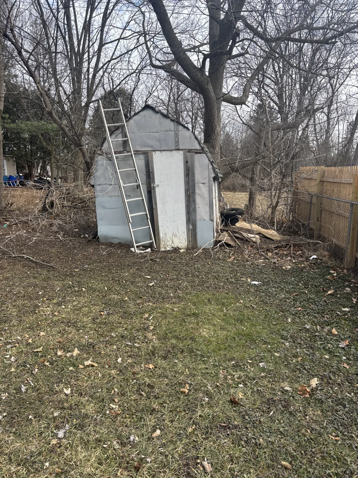 Old metal shed and overgrowth before removal